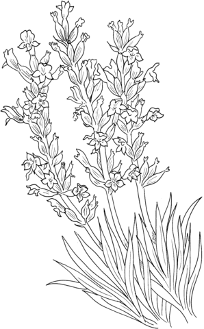 Lavandula Angustifolia Or Common Lavender Coloring Page